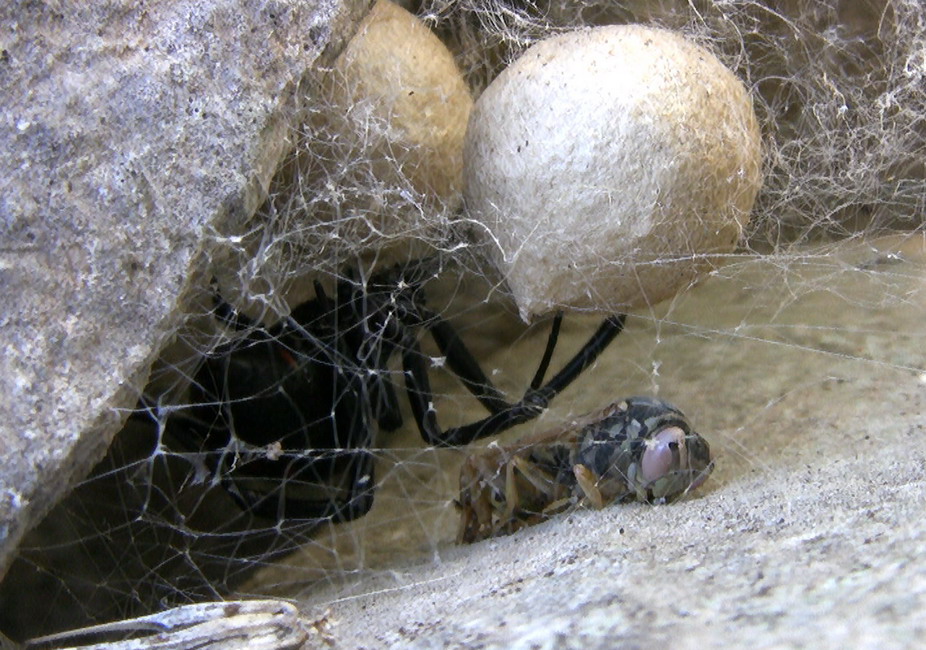 Latrodectus tredecimguttatus pred imenottero - Puglia